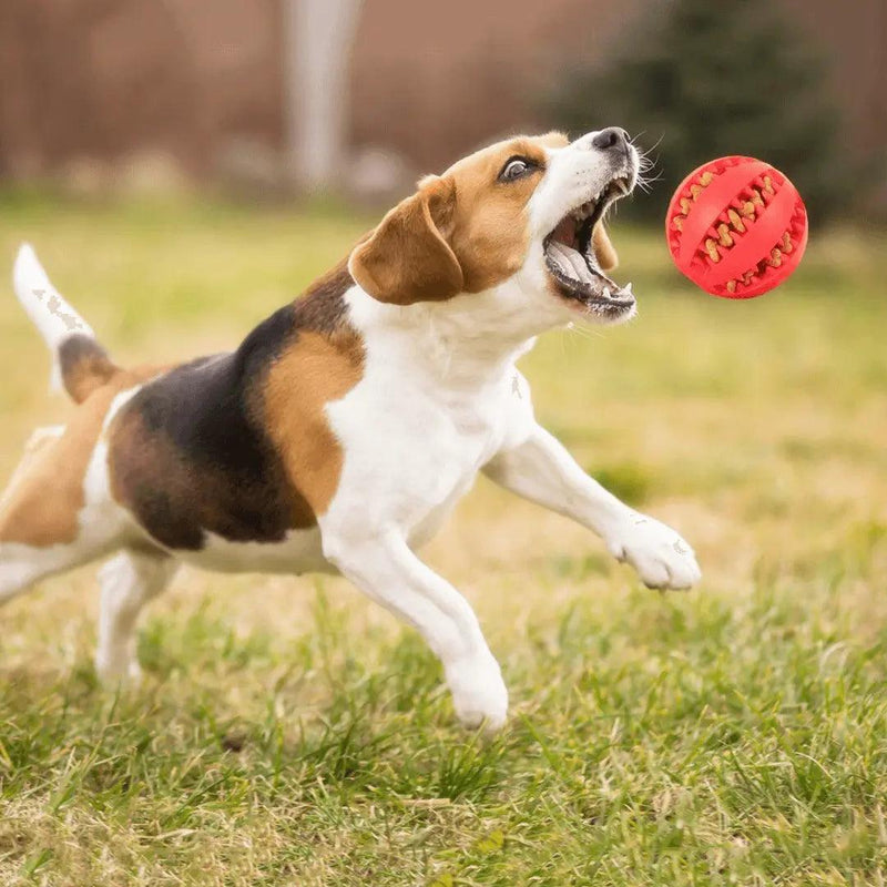 Bola De Mastigação para cachorro