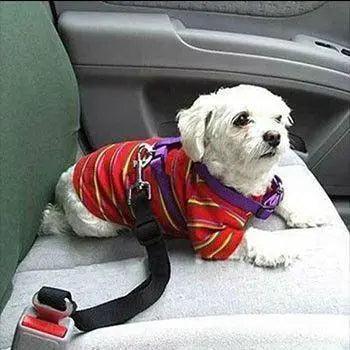 Cinto de carro para pets